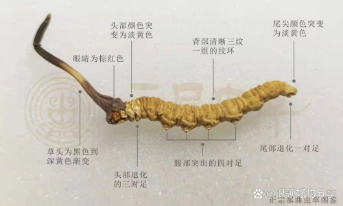 曹清华薏辛止痛胶囊-曹清华牌薏辛除湿止痛胶囊网 - 曹清华薏辛除湿胶囊能治类风湿吗,曹清华薏辛止痛胶囊功效