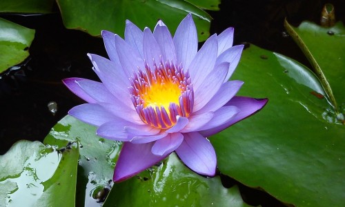 曹清华薏辛除湿-曹清华牌薏辛除湿止痛胶囊网 - 曹清华薏辛除湿胶囊能治类风湿吗,曹清华薏辛止痛胶囊功效